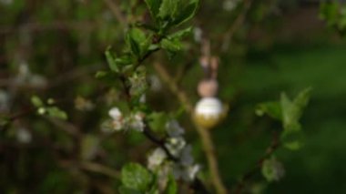 Erik çiçeği baharı videosu. Yüksek kalite 4k görüntü