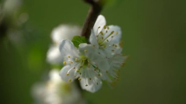 Erik çiçeği baharı videosu. Yüksek kalite 4k görüntü