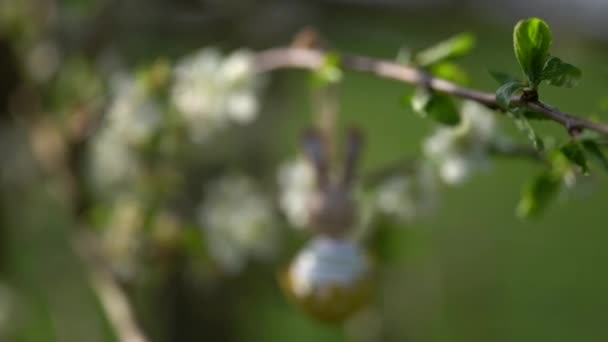 Video Primavera Floreciente Ciruela Imágenes Alta Calidad — Vídeo de stock