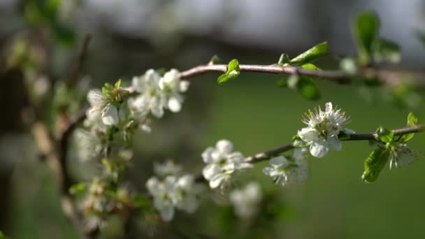 梅花绽放春天的录像 高质量的4K镜头 — 图库视频影像