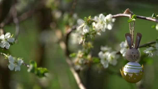 Video Plum Blooming Spring High Quality Footage — Stock Video