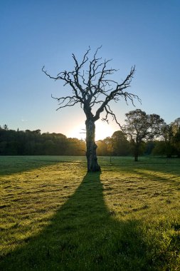 Sahada yalnız bir ağaç. Yüksek kalite fotoğraf