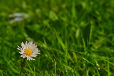 Yaz çiçekli güneşli günü kapatıyoruz. Yüksek kalite fotoğraf