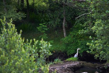 İrlanda turnası nehirde avlanıyor. Yüksek kalite fotoğraf