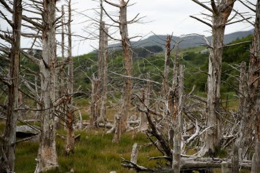 Çok yaşlı ağaçlar ölüyor. Yüksek kalite fotoğraf