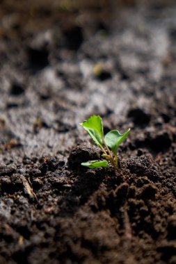 Litvanya kum tepeleri, kumlu çimenler ve açık gökyüzü. Yüksek kalite fotoğraf