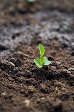 Litvanya kum tepeleri, kumlu çimenler ve açık gökyüzü. Yüksek kalite fotoğraf