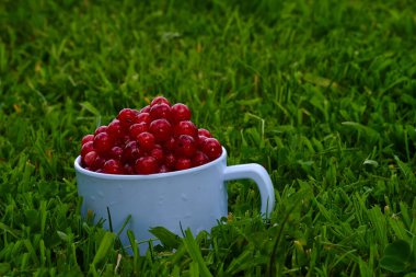Yeşil çimenli fonda kırmızı frenk üzümü, beyaz bardakta. Yüksek kalite fotoğraf