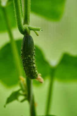 Genç yeşil salatalık sebzeleri yeşil evdeki salatalık bitkilerine asılıyor. Yüksek kalite fotoğraf
