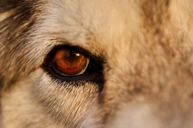 Kehribar gözlü, siyah ve beyaz malamute yüzün detaylı şekilde çizilmiş hali. Yüksek kalite fotoğraf