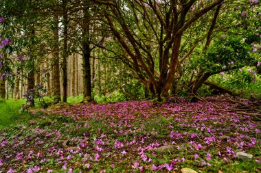 Rhododendron Bahçesi 'nde bir patika. Mor çiçekler ormanda çiçek açıyor. Yüksek kalite fotoğraf