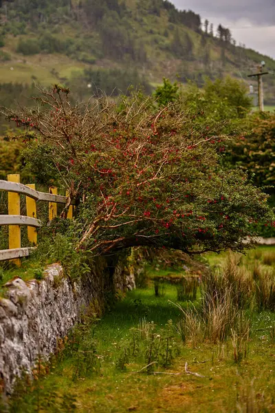 Rhododendron Bahçesi 'nde bir patika. Mor çiçekler ormanda çiçek açıyor. Yüksek kalite fotoğraf