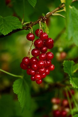 Bahçede olgun kırmızı frenk üzümü dalı. Yüksek kalite fotoğraf