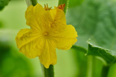 Genç salatalık sarı çiçek yeşil evdeki bitkilerin sarmaşıklarına asılmış. Yüksek kalite fotoğraf