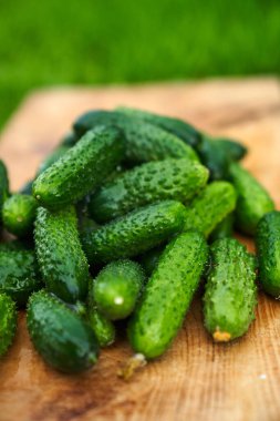 Arka planda taze toplanmış yeşil salatalıklar. Yüksek kalite fotoğraf