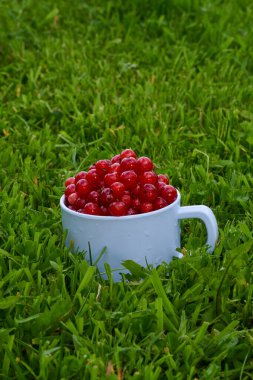 Yeşil çimenli fonda kırmızı frenk üzümü, beyaz bardakta. Yüksek kalite fotoğraf