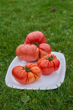 Beyaz tabakta domatesler, yeşil çimen arka plan. Yüksek kalite fotoğraf
