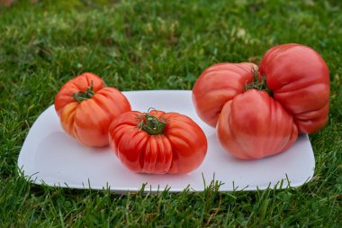 Beyaz tabakta domatesler, yeşil çimen arka plan. Yüksek kalite fotoğraf