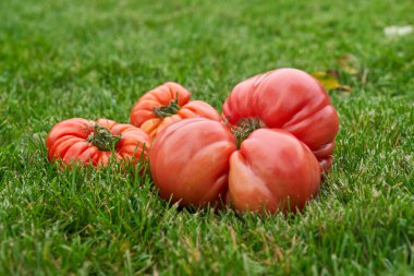 Yeşil çimen arka planında kırmızı domatesler. Yüksek kalite fotoğraf