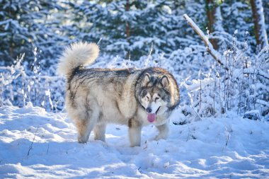 Alaska Malamute 'u. Kışın yolda ve ormanda buz gibi karda bir köpek. Yüksek kalite fotoğraf