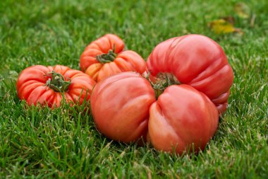 Yeşil çimen arka planında kırmızı domatesler. Yüksek kalite fotoğraf