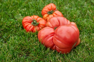 Yeşil çimen arka planında kırmızı domatesler. Yüksek kalite fotoğraf