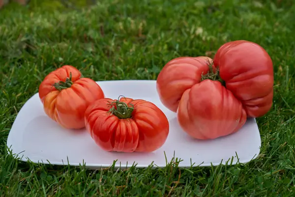 Beyaz tabakta domatesler, yeşil çimen arka plan. Yüksek kalite fotoğraf