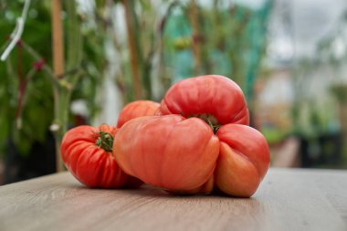 Tahtada kırmızı domatesler, yeşil sera arka planı. Yüksek kalite fotoğraf