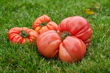 Yeşil çimen arka planında kırmızı domatesler. Yüksek kalite fotoğraf