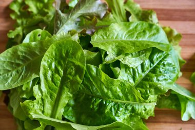 Eko sebze salatası hasadı büyüyor. Yüksek kalite fotoğraf