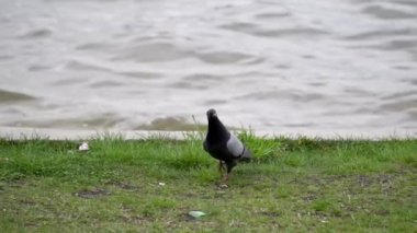 Beyaz güvercin mavi gökyüzünde süzülüyor. projeniz için video.