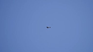 Martı kuşu gün batımında yavaş çekimde uçar. projeniz için video.