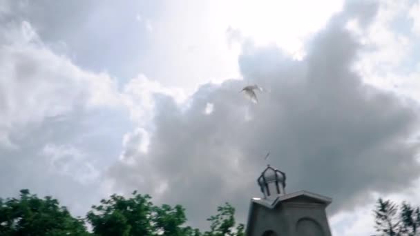 Venedik Talya Gün Doğumunda San Marco Meydanı Üzerinde Hava Yörüngesi — Stok video