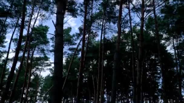 Bella Luce Del Sole Nella Foresta Video Tuo Progetto — Video Stock