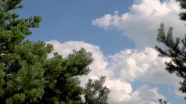 Akşamüstü güneşli yemyeşil ağaçların dipten görünüşü. Büyük yeşil ağaçlarla ormanda yürüyorum. Yaz dönemi. projeniz için video.