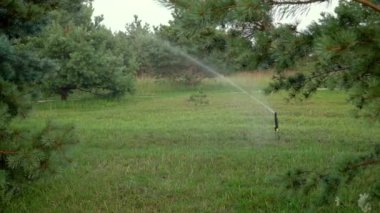 Çim sulama. Bahçe sulama fıskiyesi sulama çimleri. projeniz için video.