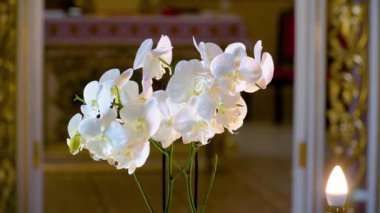 4K hızlandırılmış beyaz nilüfer çiçeği görüntüsü tomurcuktan tam çiçeğe sonra tomurcuğa, sonra tekrar tomurcuğa, üst görüntüyü kapat. projeniz için video.