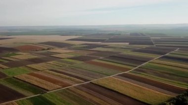 Buğday tarlasının en üst manzarası. Ağır çekim. Buğday tarlasının üzerinde uçuyor. Modern tarım. Baharda yeşil buğday tarlasında uçan dron. Tarım endüstrisinde teknolojik yenilik. Videonuz için