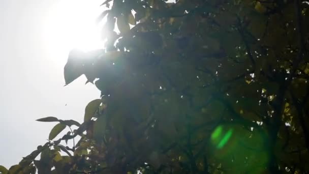 Gazdag Zöld Levelek Egy Szélben Lengő Fáról Gyönyörű Kerek Bokeh — Stock videók