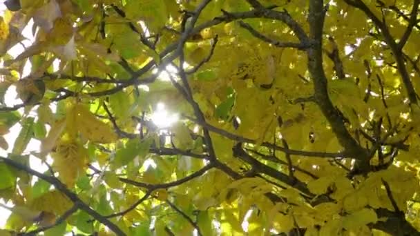 Solen Strålar Fram Genom Gröna Trädgrenarna Magisk Skog Med Varma — Stockvideo
