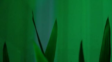 İç kısımda çok güzel yapraklar var. Yeşil bitki oturma odasında duruyor. Pencerenin yanındaki saksıda ağaç var. Evde botanik bahçesi var. Şehir ormanı konsepti. Doğal iç dekorasyon