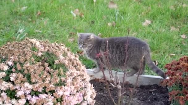 Outdoor Calico Kot Zewnątrz Polowania Ogrodzie Trawnik Podwórko Ciekawy Widok — Wideo stockowe