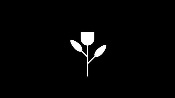 Isolated Icon Flower Black Background Natural Beauty Dynamic Style Footage — 비디오