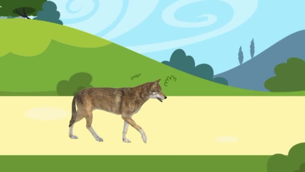 Naucz Się Rozpoznawać Nazwy Zwierząt Wolf Anonimowane Filmy Edukacyjne Aby — Wideo stockowe