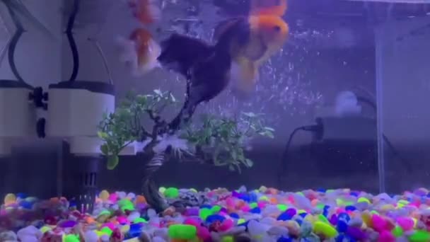 Piękne Kolorowe Ryby Koi Stawie — Wideo stockowe