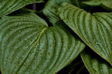 Kasaba evindeki fırtınadan sonra Calla (Zantedeschia aethiopica). Ayrıntı planı.