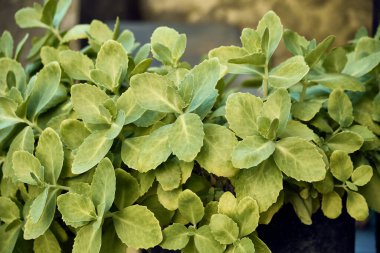 Kalanchoe ile saksı. Arka plandaki tahta kiriş ve taş duvar sahneyi tamamlıyor..