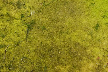 Yosun, liken ve diğer organik maddelerle dolu toprak. Arka planda doğal doku odağı.