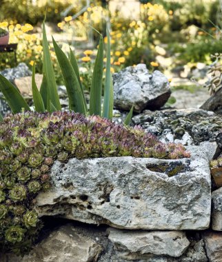 Marigoldlar (Calendula officinalis), zambaklar (Iris) ve sempervivum (Sempervivum) bir kasaba evinin avlusunda. Antika süslemeli bir taş dikme planı..