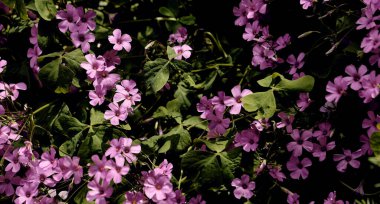 Rosemary (Salvia Rosmarinus) ve dev yonca (Trifolium, Oxalis articulata) bir şehir evinin avlusunda bulunur. Ayrıntı planı.
